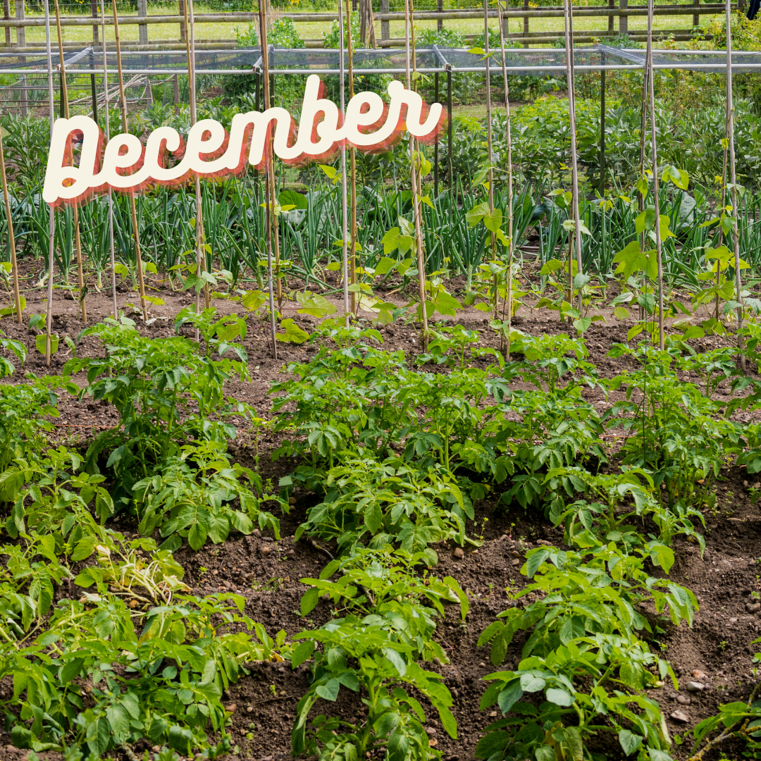 What to do in the garden by month: December