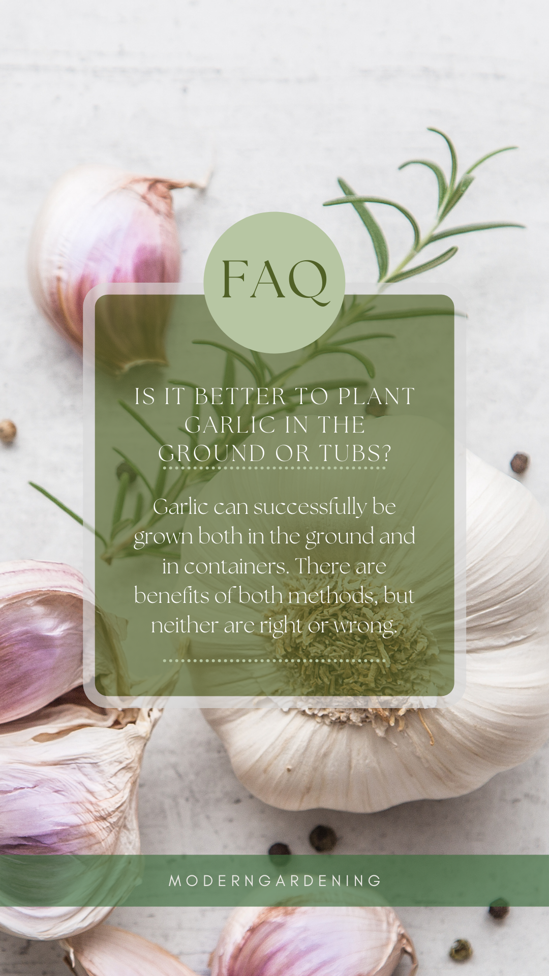 FAQ: Is it better to plant garlic in the ground or tubs?