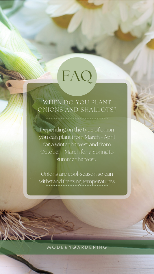 FAQ: When do you plant onions and shallots?