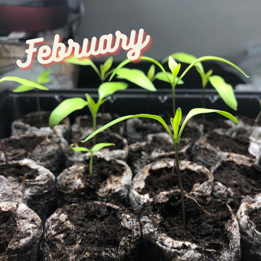 What to do in the garden by month: February