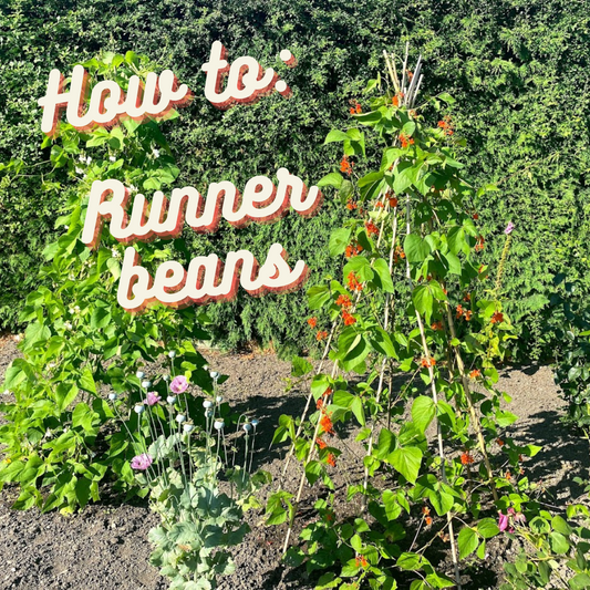 How to: Runner beans