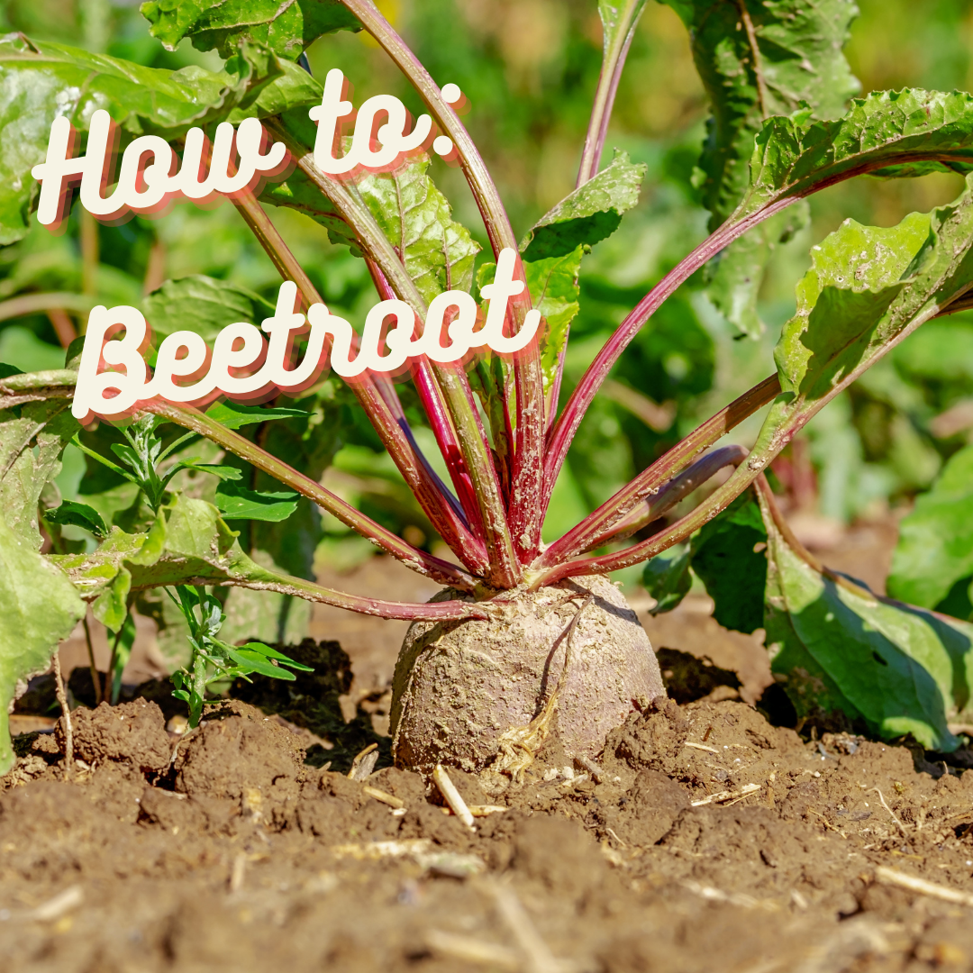 How to: Beetroot