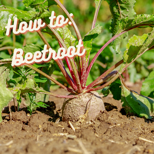 How to: Beetroot