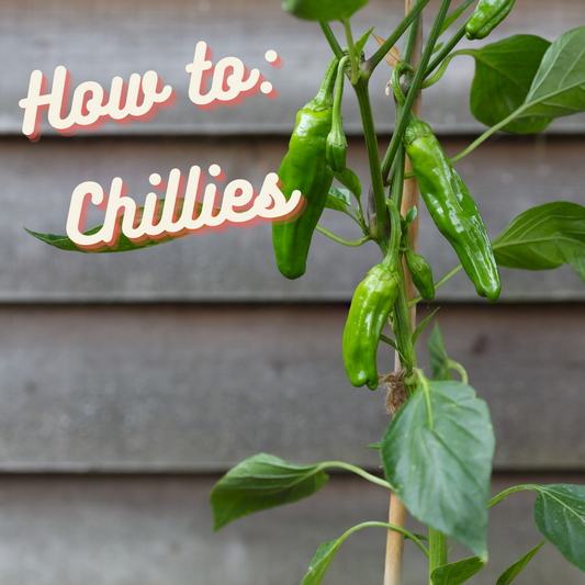 How to: Chillies