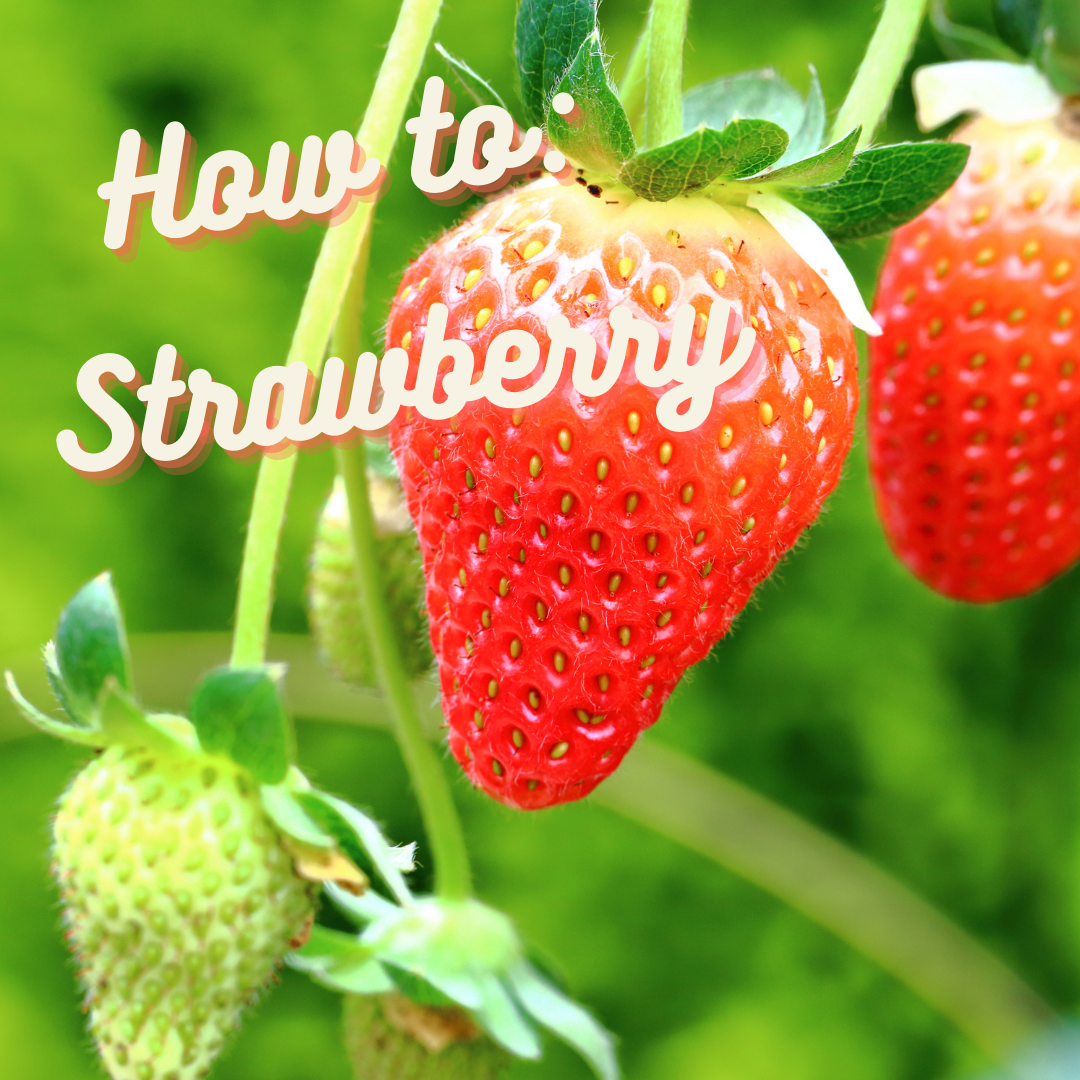 How to: Strawberries