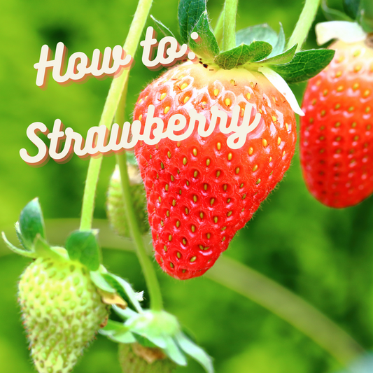 How to: Strawberries