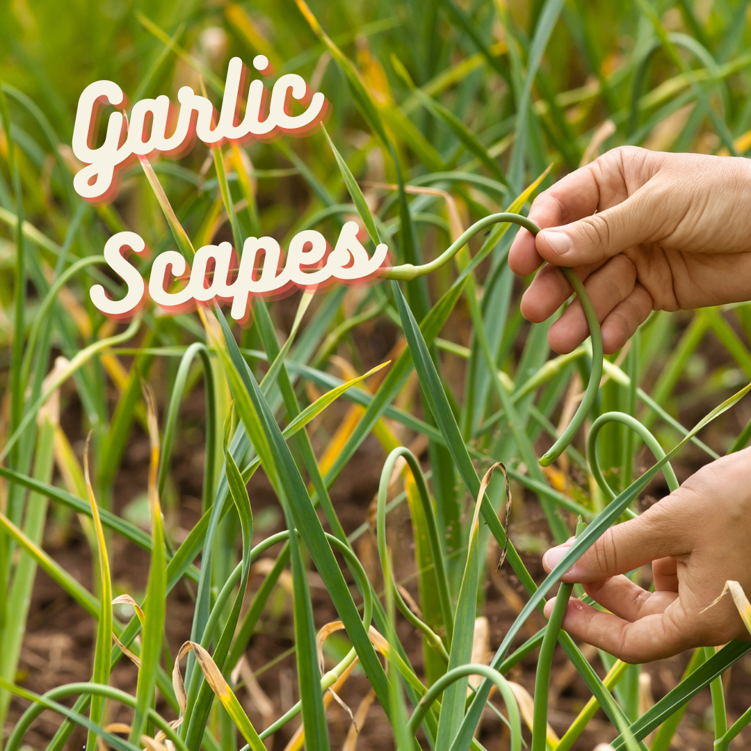 Tips & Tricks: What are garlic scapes?