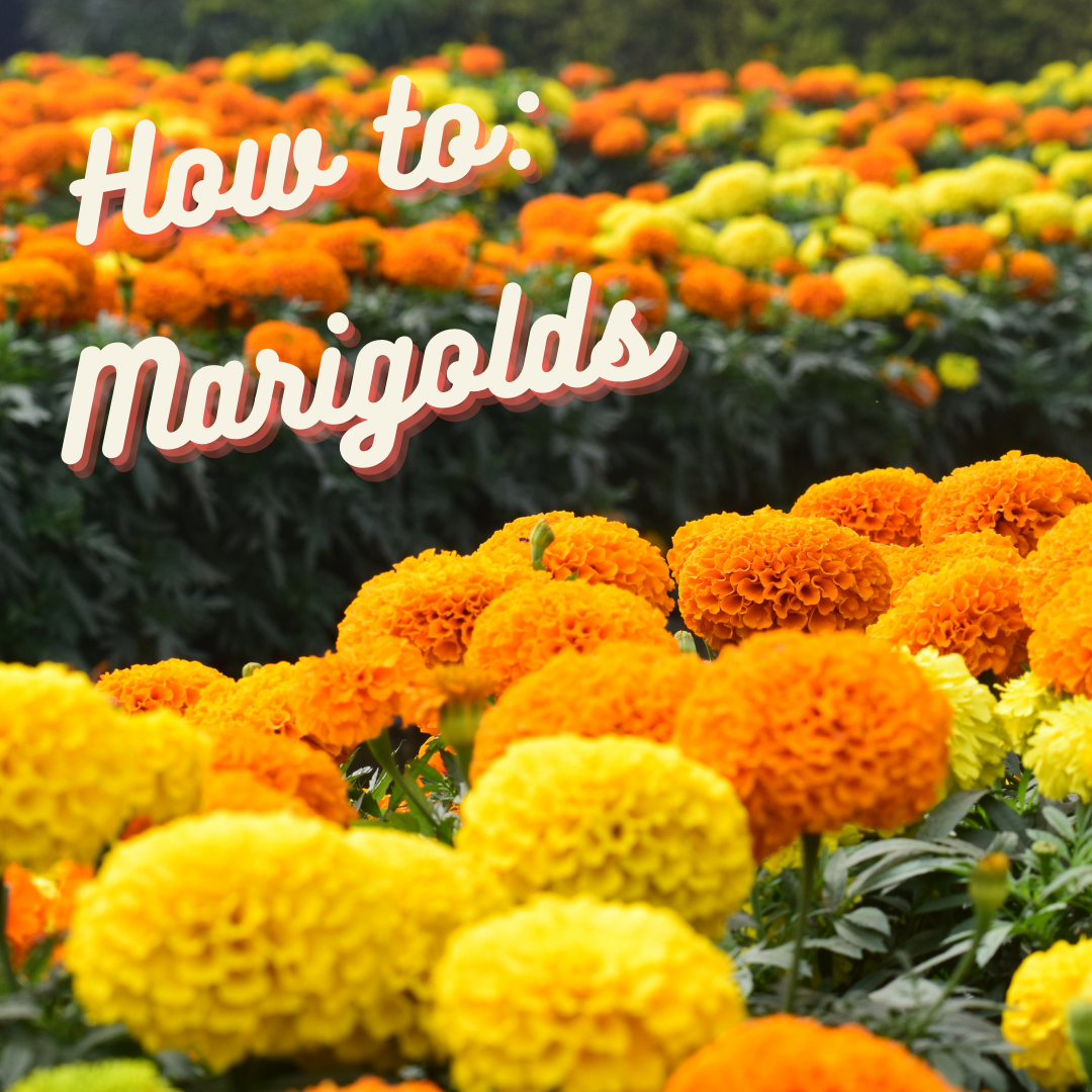 How to: Marigolds