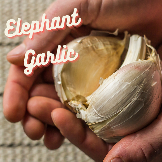 Tips & Tricks: Elephant Garlic