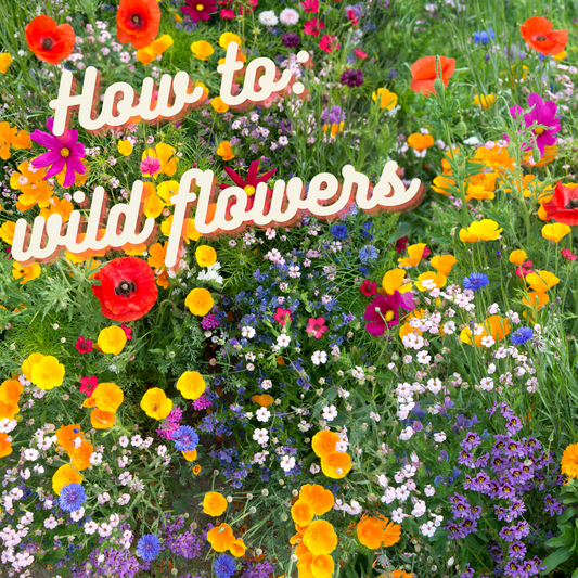 How to: Wild flowers