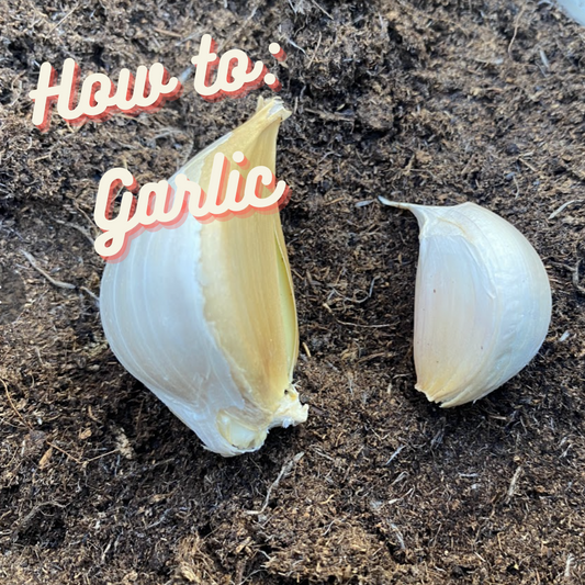 How to: Garlic