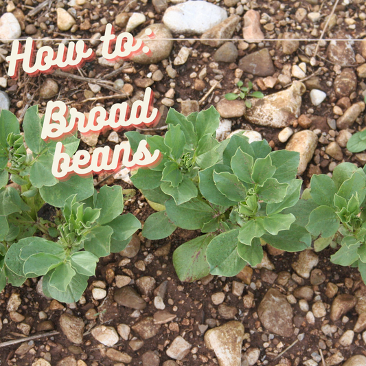 How to: Broad Beans