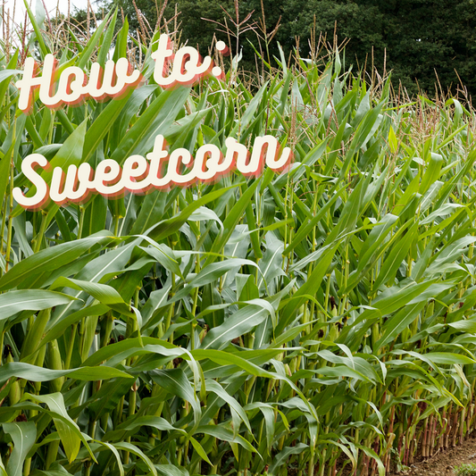 How to: Sweetcorn