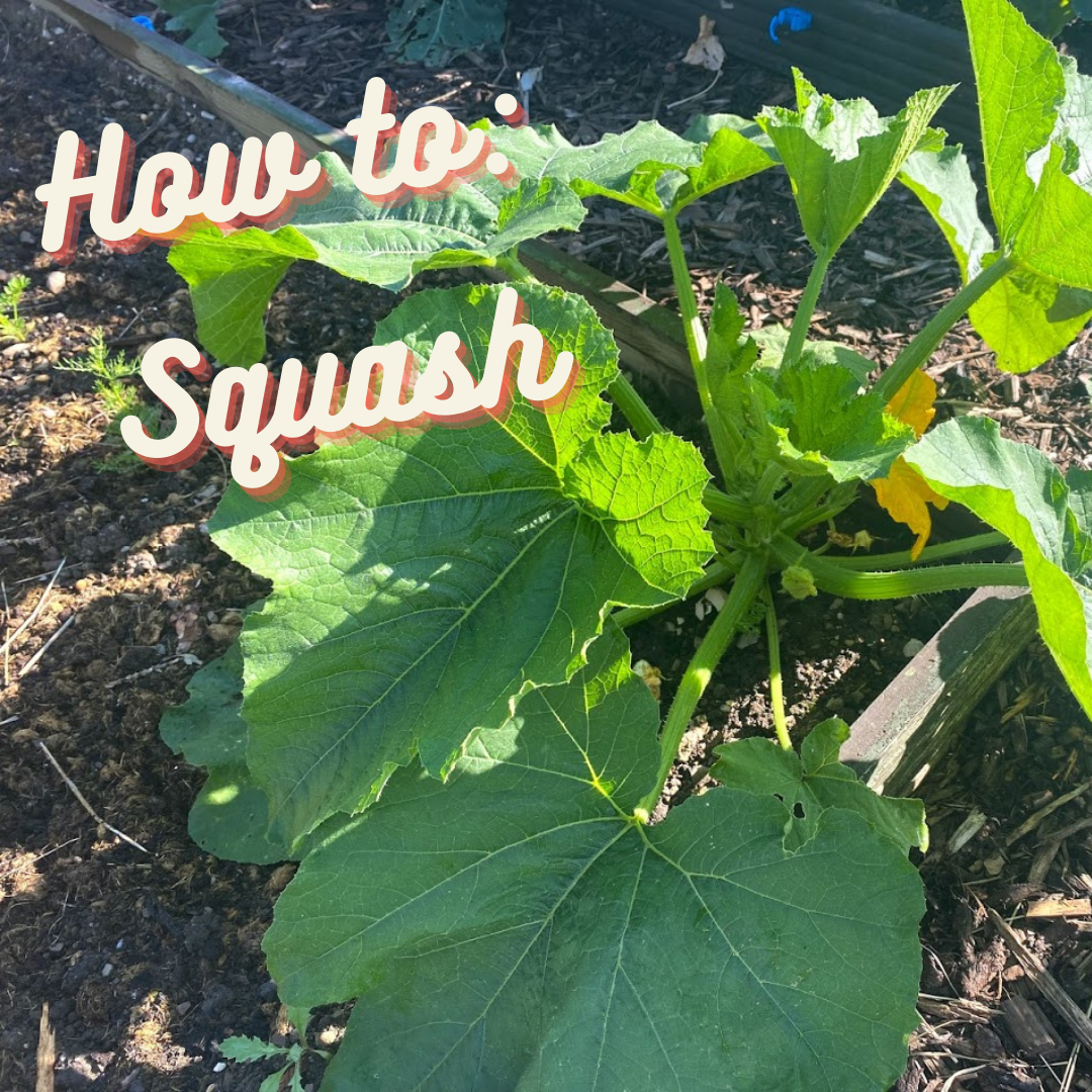 How to: Squash