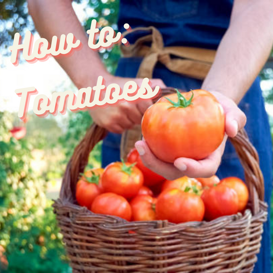 How to: Tomatoes