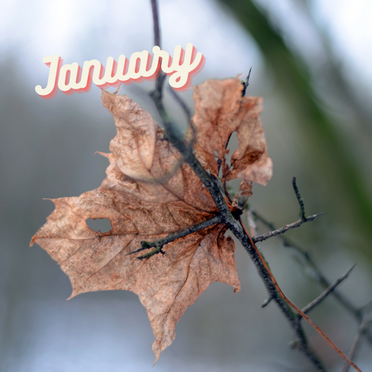 What to do in the garden by month: January