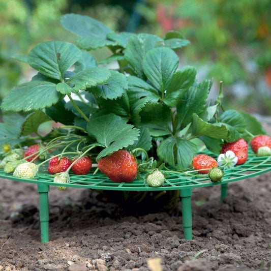 Strawberry Stand